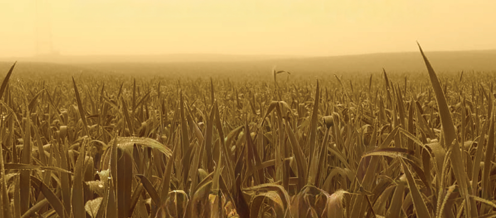 Ełcka Strefa Kultury 2025